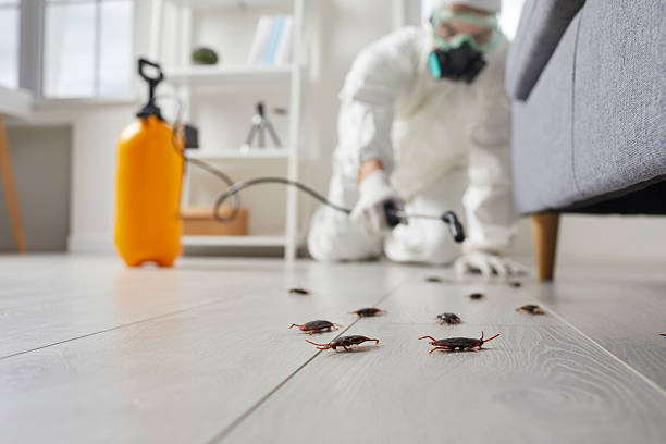 Commercial Kitchen Cockroach Control in Silverdale
